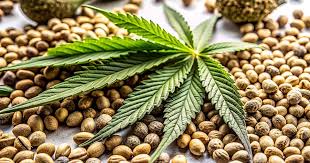 Exploring the Rich Variety of Jamaican Weed Strains