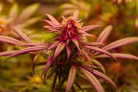 Exploring the Rich Variety of Jamaican Weed Strains